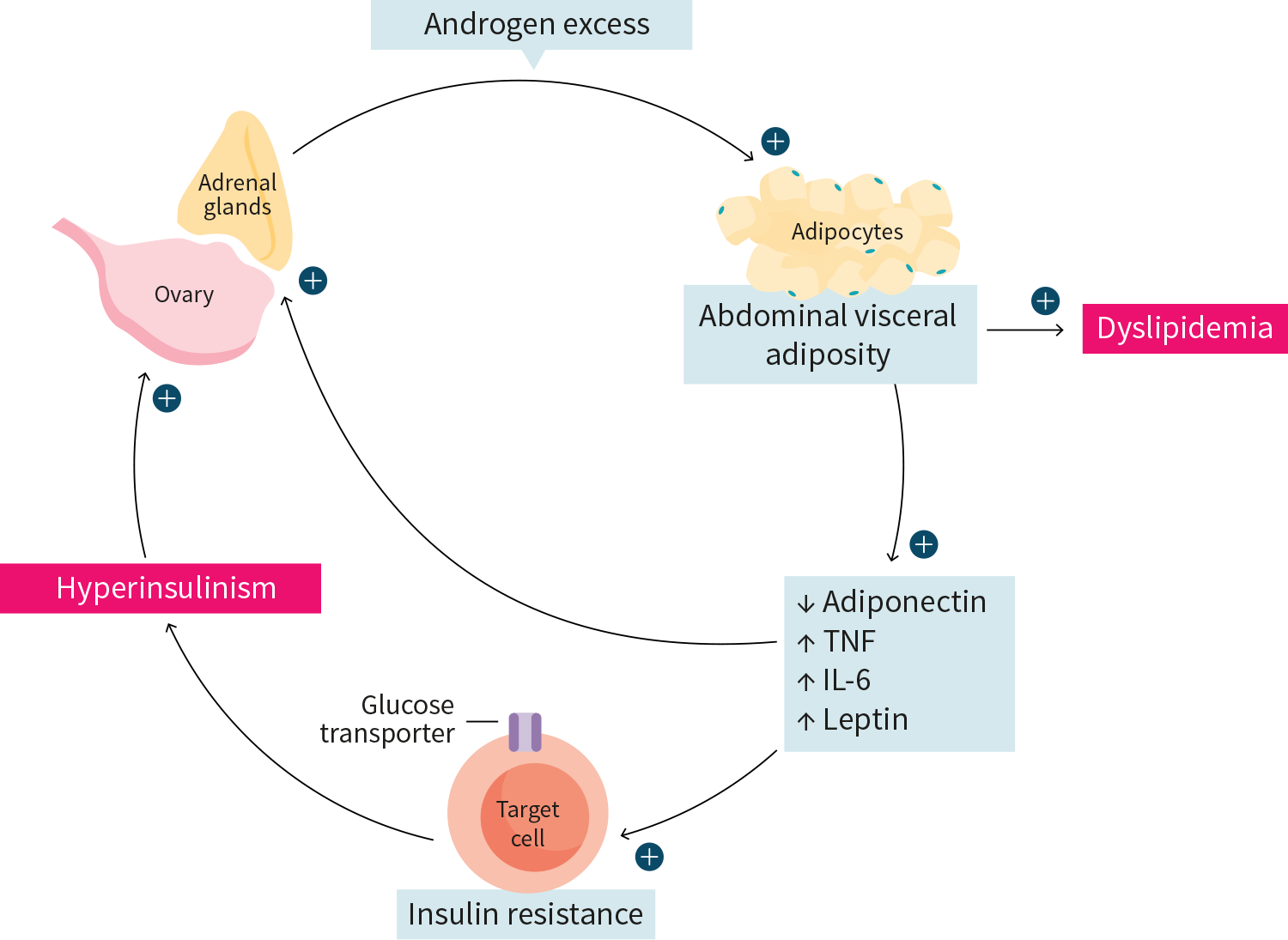 Figure 1: The metabolic consequences of PCOS image