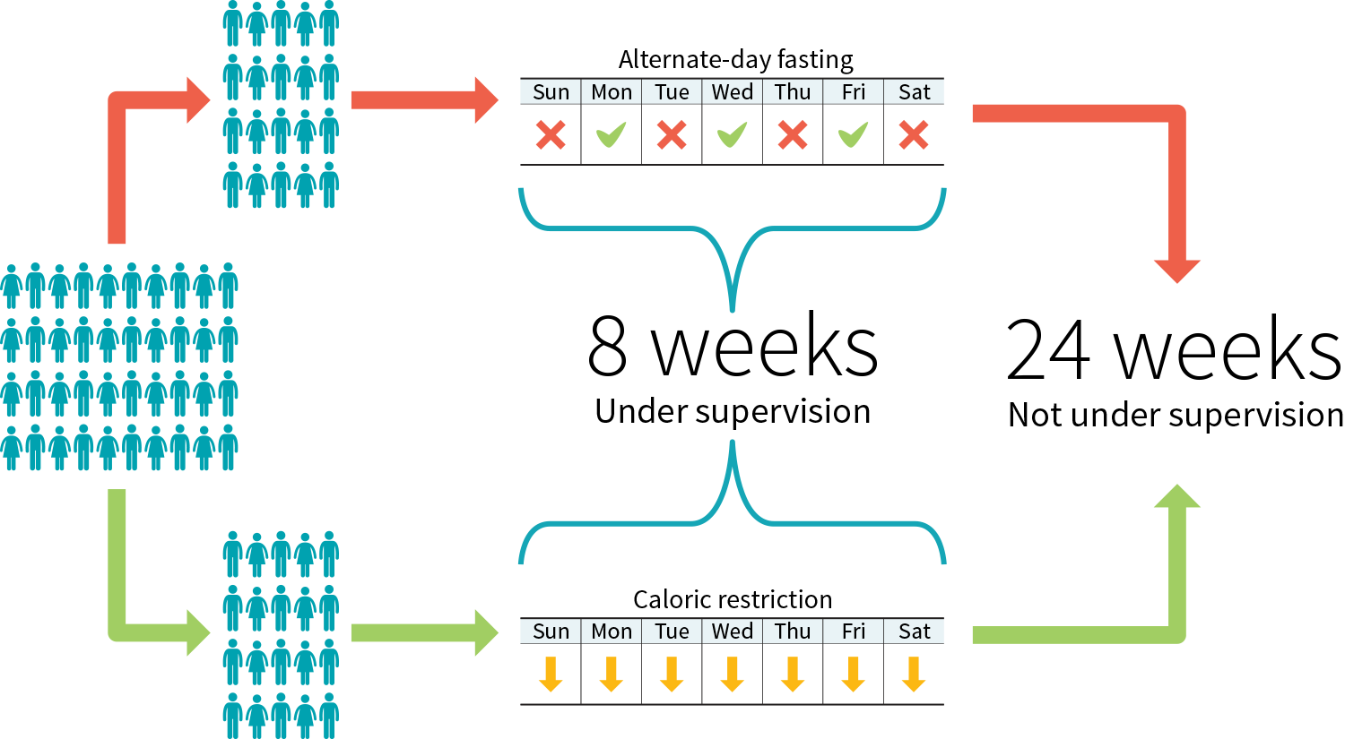 Figure 3: Example study protocol to compare two diets image