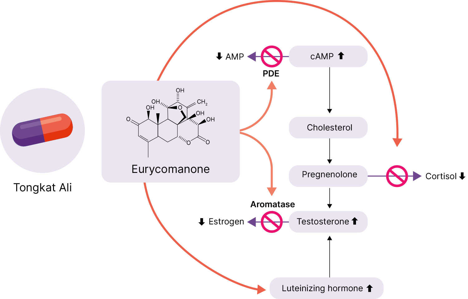 Tongkat Ali benefits Tongkat Ali benefits